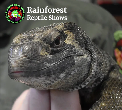 event_reptile